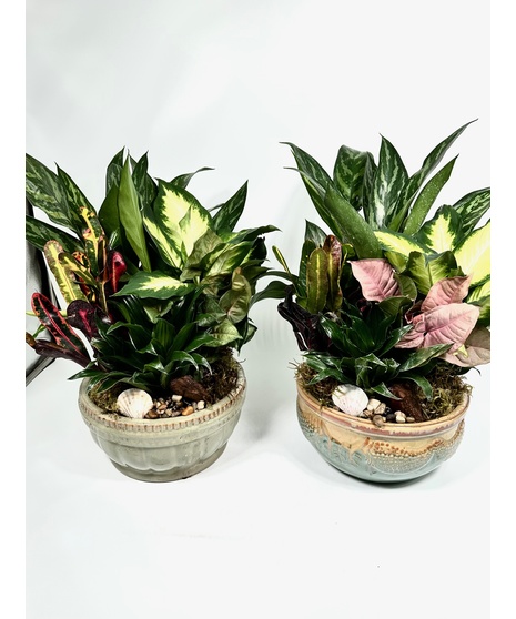 CERAMIC DISH GARDEN