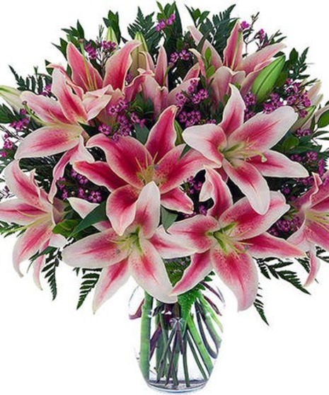 Burst Of Stargazers
