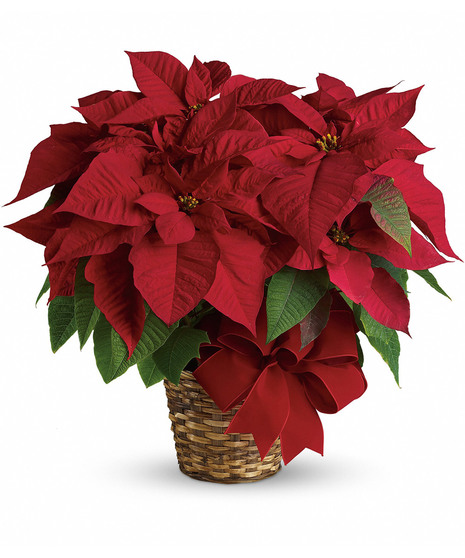 Red Poinsettia 8