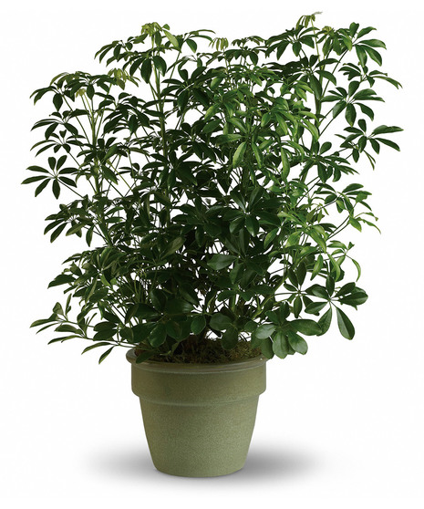 Amazing Arboricola