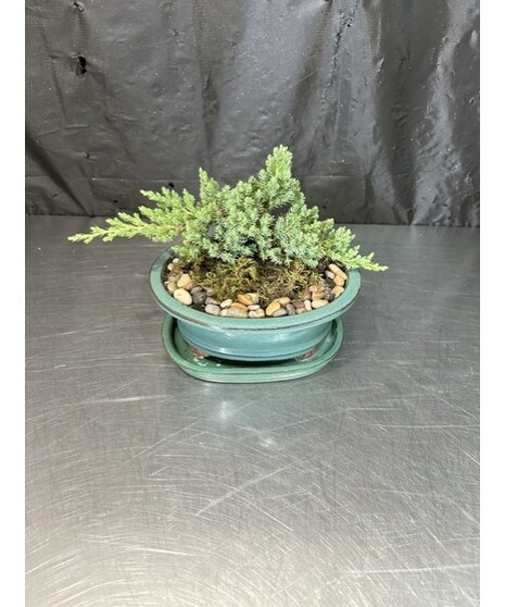 BONSAI JUNIPER