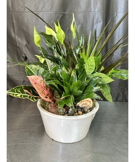 CERAMIC DISH GARDEN