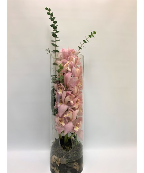 Cymbidium Solo