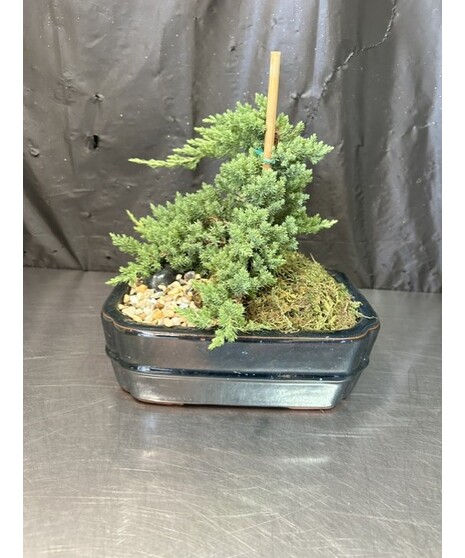 JUNIPER BONSAI