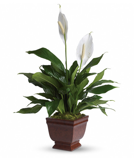 Lovely One Spathiphyllum Plant