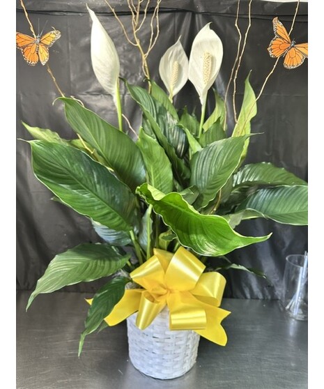 PEACE LILY WITH BUTTERFLIES