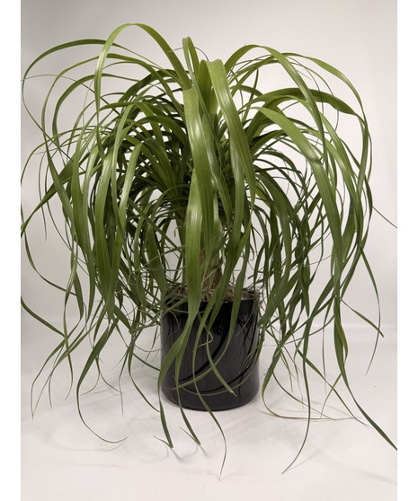 PONYTAIL PLANT IN BLACK CERAMIC