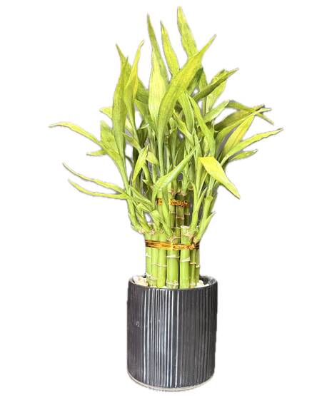 SMALL LUCKY BAMBOO