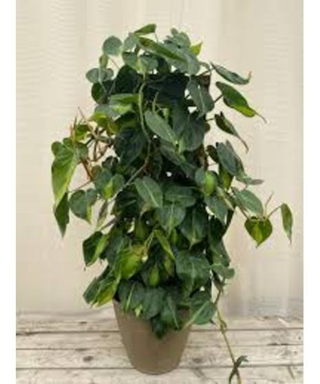 PHILODENDRON PLANT