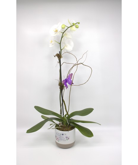 Orchids For Mom