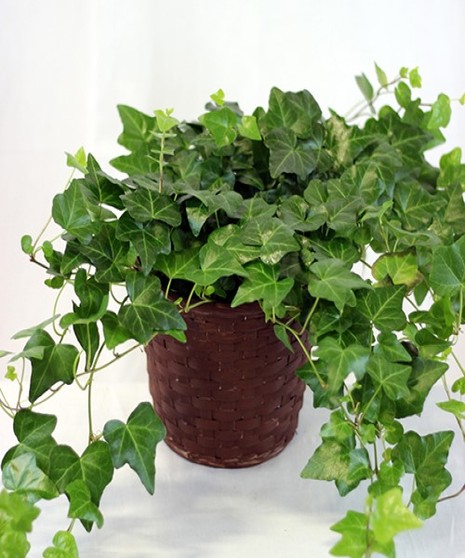 Simply Ivy Plant