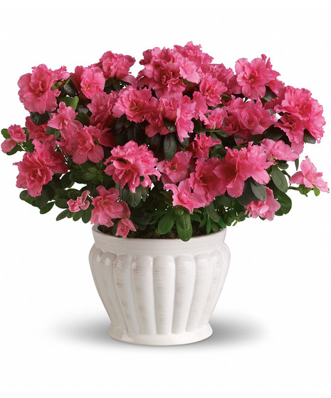 Pretty Pink Azalea In Ceramic Keepsake