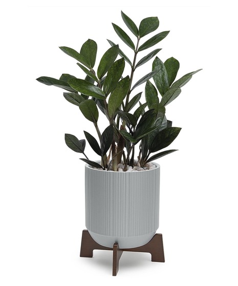 ZZ Plant Gift