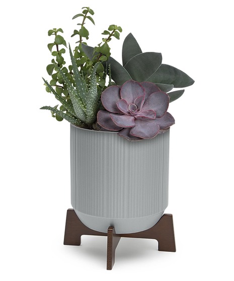 Succulents & Cacti