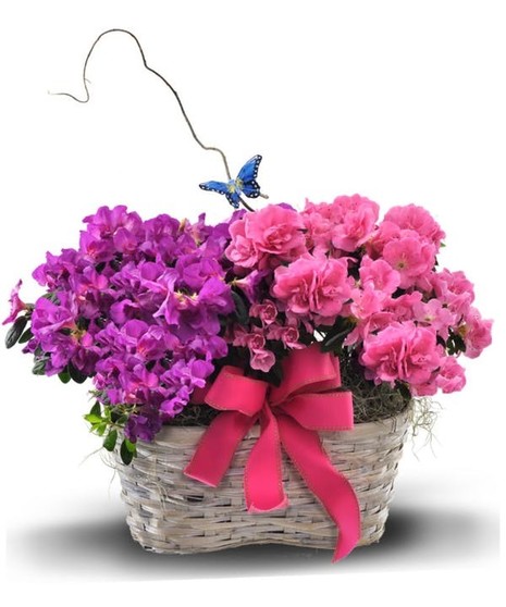 a pink and a lavender plant in double white wicker basket with curly willow butterfly and pink ribbon