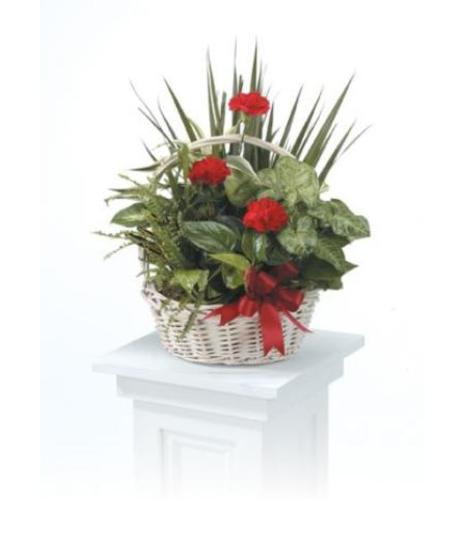 Dish Garden Basket -Red