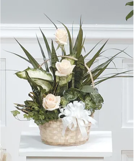 Dish Garden Basket -White