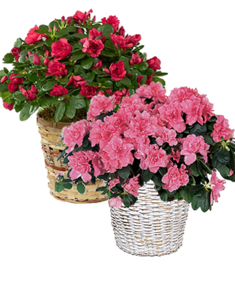 shown a red plant in brown and pink plant in white wicker basket for display only price for one plant