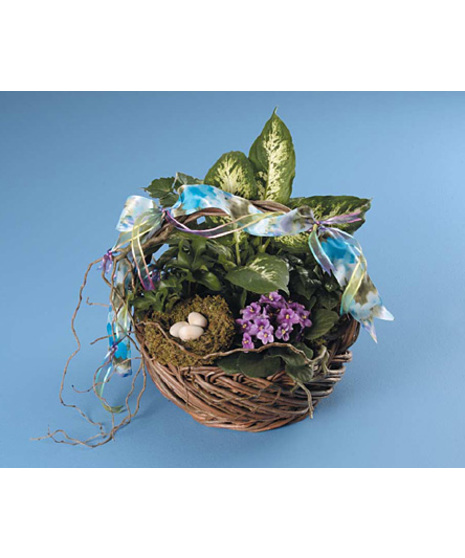 Dish Garden with Bird Nest Accent