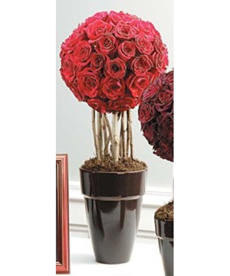 Medium Rose Topiary