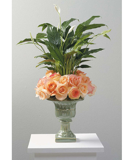 Spathiphyllum Plant in Urn with Roses