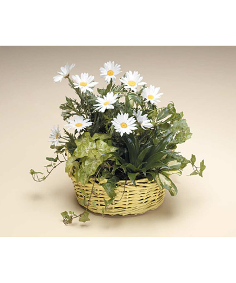 Dish Garden with Fresh Cut Daisies
