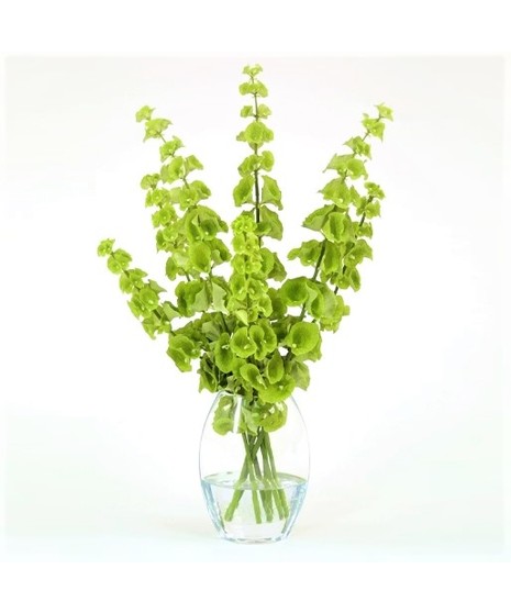 Bells Of Ireland Vase