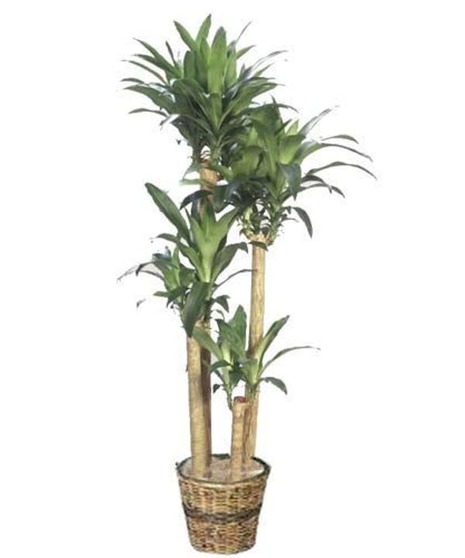 Corn Plant