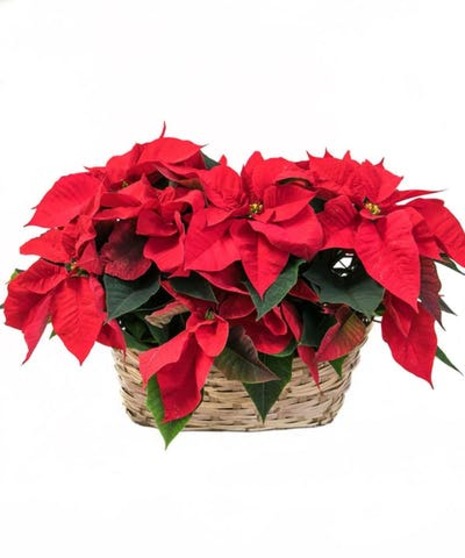 Double Red Poinsettia