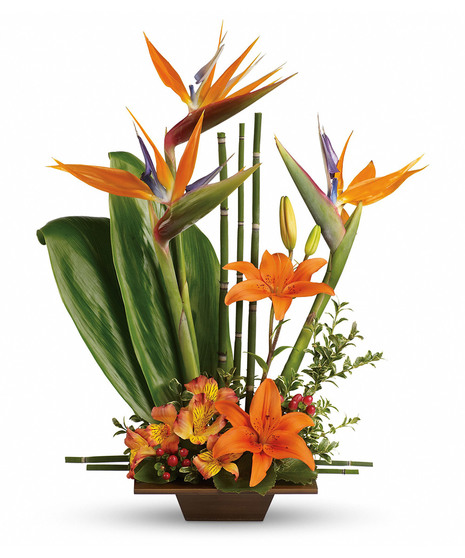 Birds of paradise, asiatic lilies, alstroemeria, red hypercium, accented with ti and galax leaves arrive in a beautifully exotic keepsake bamboo container.