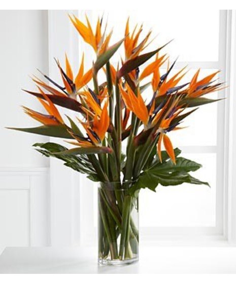 Tropical Flowers