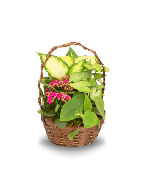 Blooming Basket Garden Solo