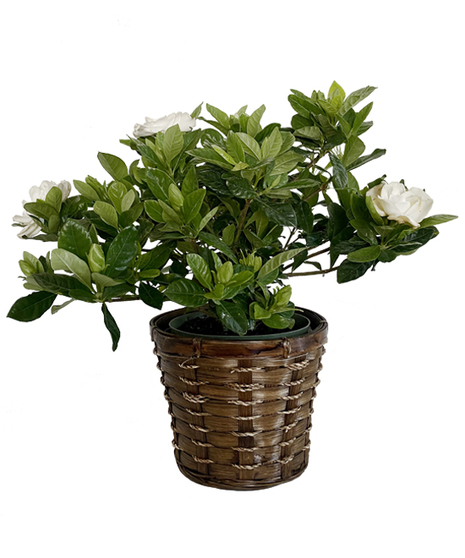 Gardenia Plant