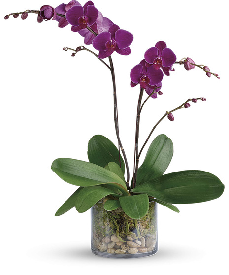 Glorious Gratitude Orchid