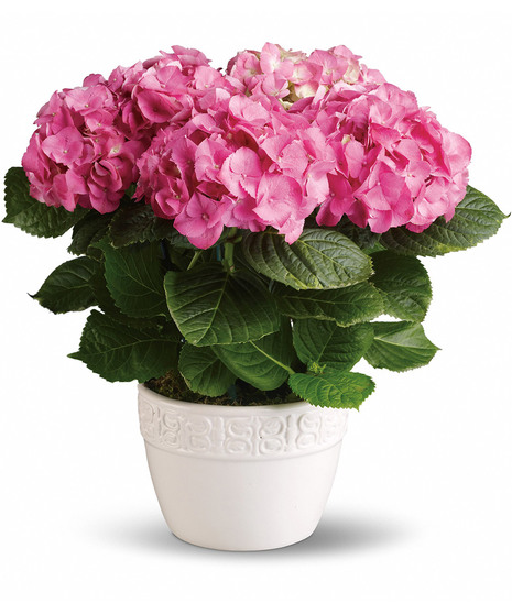 a blooming ponk hydragnea plant wither in wicker basket or whtie ceramic container 