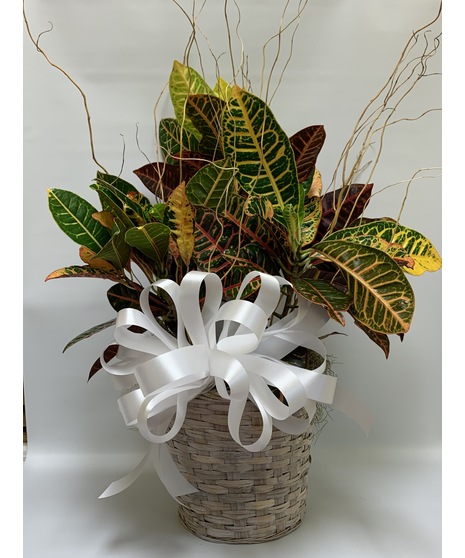Croton Plant