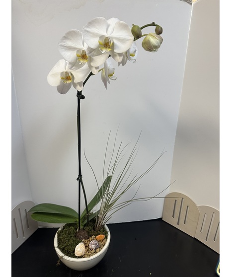 White Orchid & Air Plants