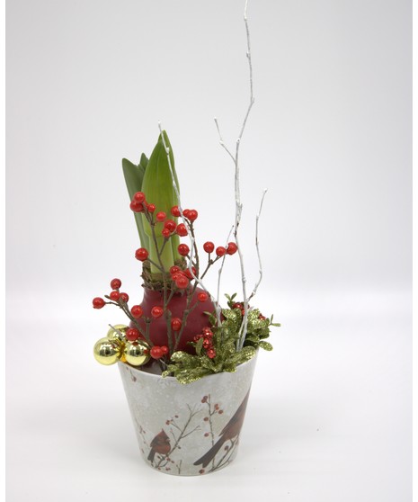 Delightful Amaryllis