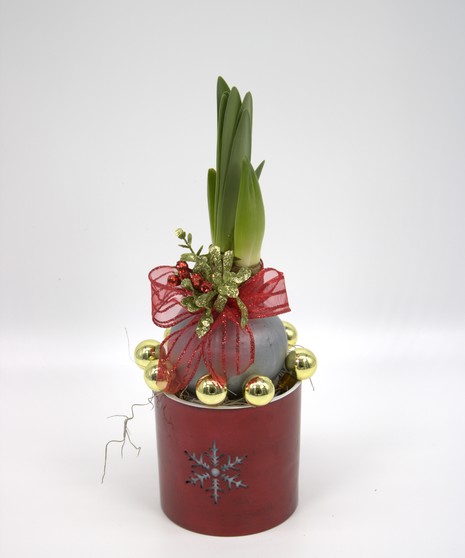 red flowering amaryllis plant in wicker basket with moss on the soil