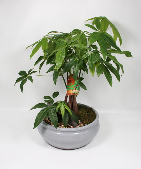 Money Tree in Ceramic