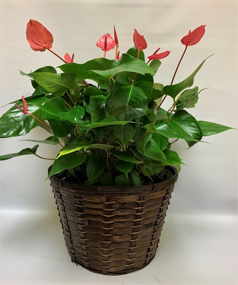 Antherium Plant