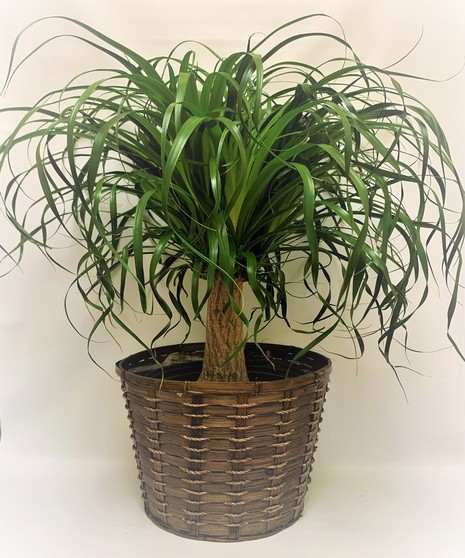 Flowering & Green Plants