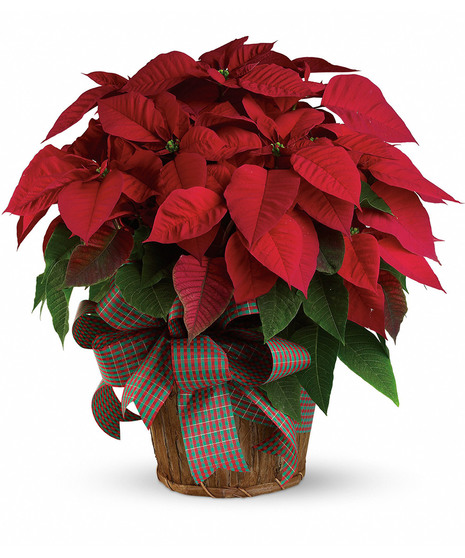 Large Red Poinsettia 10