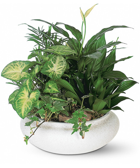 Ceramic Dish Garden