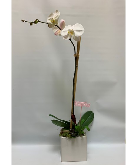 White Orchid & Mini Bromeliad or airplant