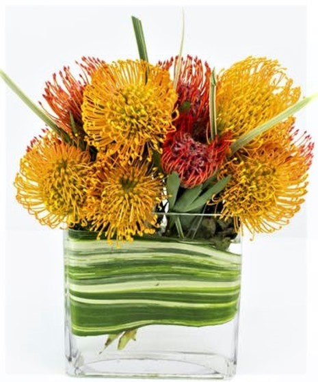 Protea Treat