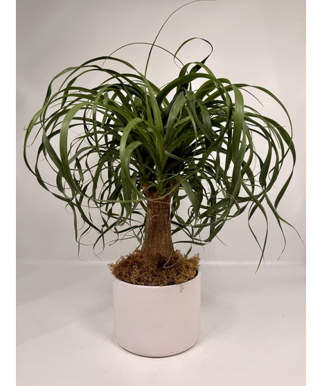 PONY TAIL IN WHITE CERAMIC