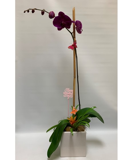 Purple Orchid