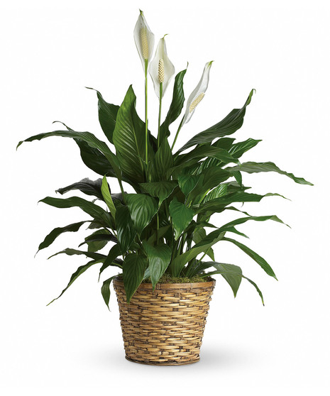 Flowering & Green Plants