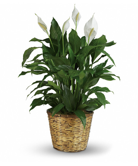Peace Lily Plant